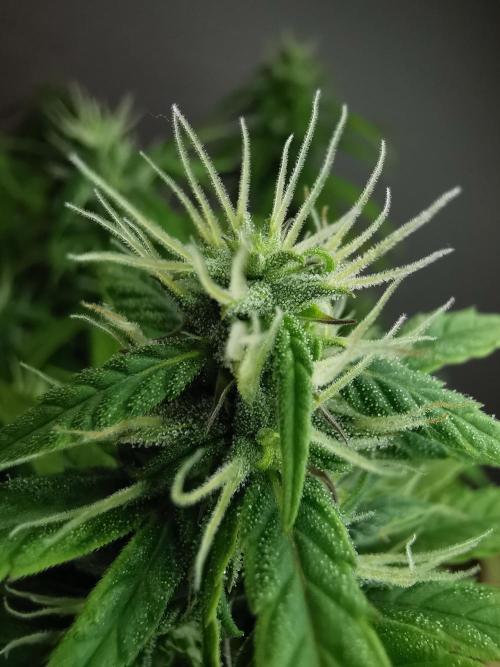 Devil XL auto / FC-E4800 / 90x60x140. Week 7