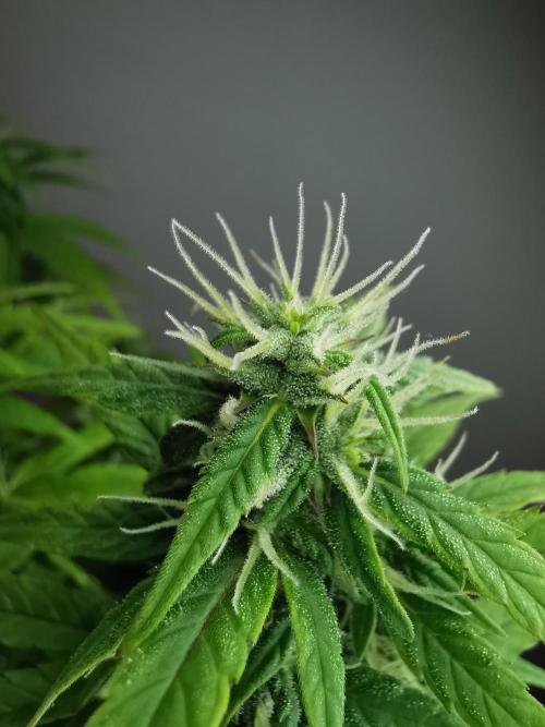 Devil XL auto / FC-E4800 / 90x60x140. Week 7