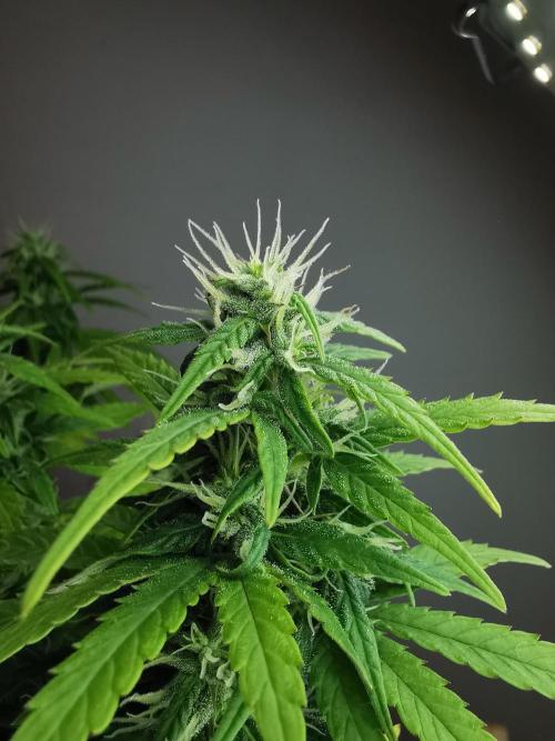Devil XL auto / FC-E4800 / 90x60x140. Week 7