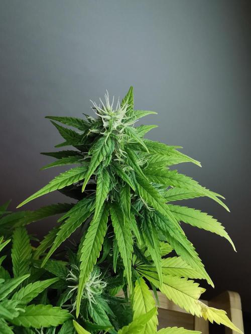 Devil XL auto / FC-E4800 / 90x60x140. Week 7