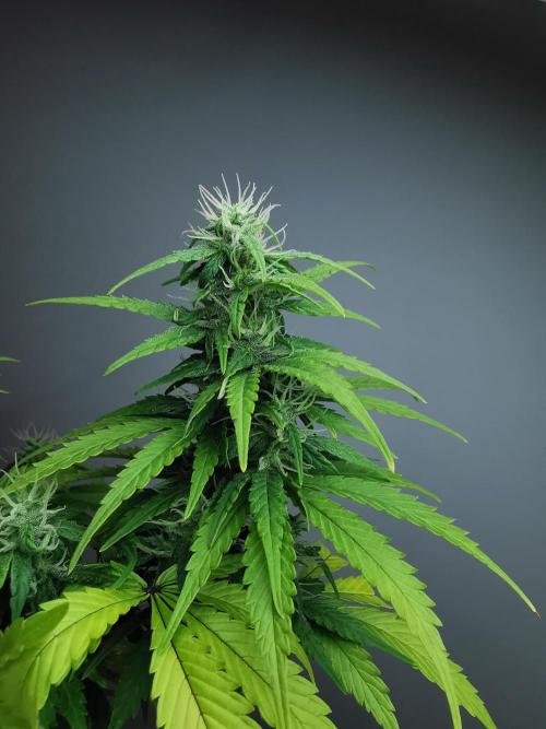 Devil XL auto / FC-E4800 / 90x60x140. Week 7