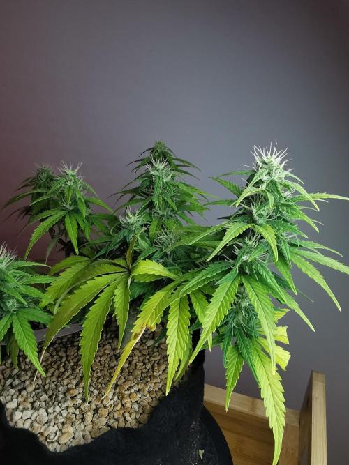 Devil XL auto / FC-E4800 / 90x60x140. Week 7