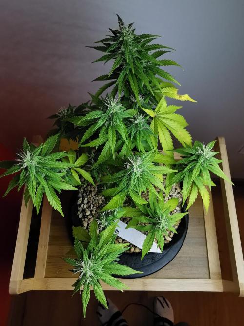 Devil XL auto / FC-E4800 / 90x60x140. Week 7