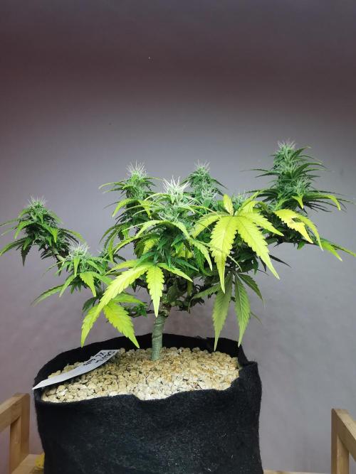 Devil XL auto / FC-E4800 / 90x60x140. Week 7