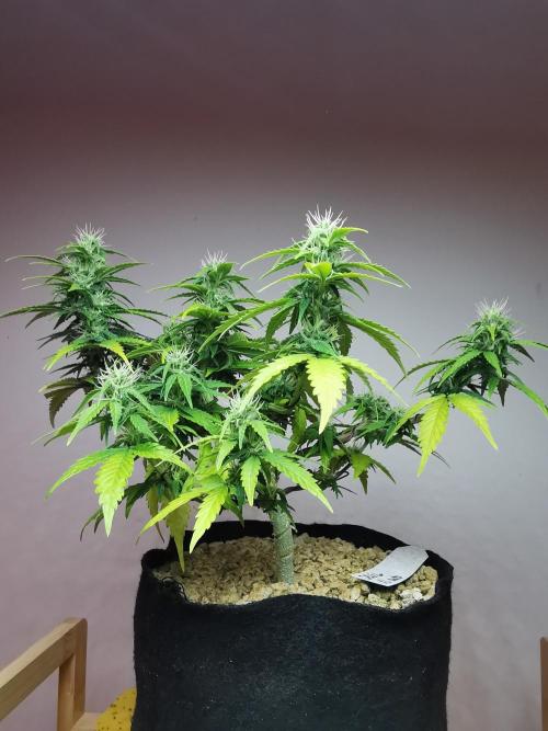 Devil XL auto / FC-E4800 / 90x60x140. Week 7