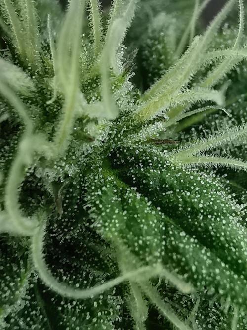 Moon Rock auto / 90x60x140 / FC-E4800. Week 7