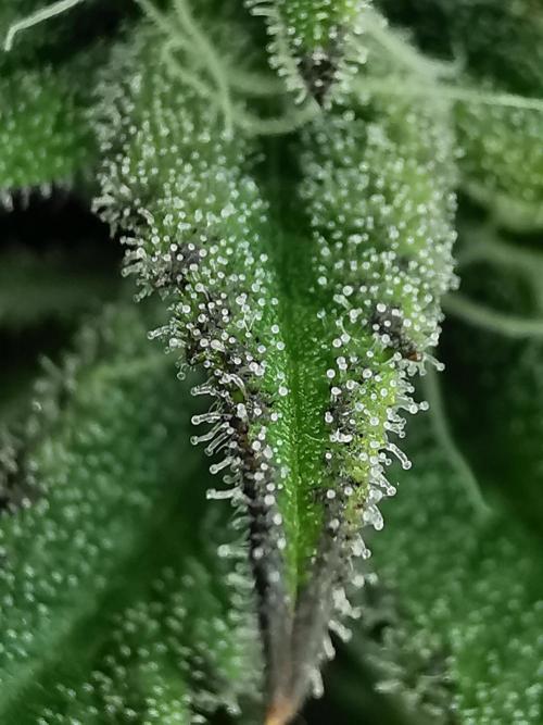 Moon Rock auto / 90x60x140 / FC-E4800. Week 7