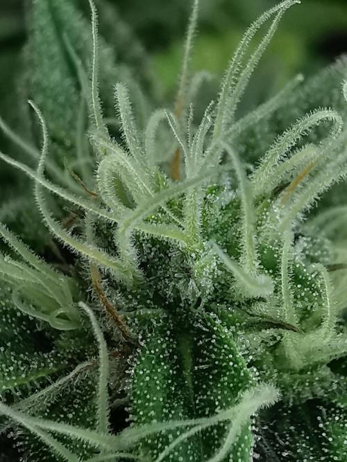 Moon Rock auto / 90x60x140 / FC-E4800. Week 7