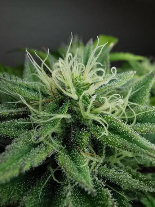 Moon Rock auto / 90x60x140 / FC-E4800. Week 7