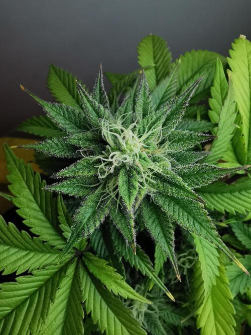 Moon Rock auto / 90x60x140 / FC-E4800. Week 7