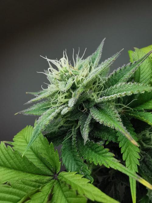 Moon Rock auto / 90x60x140 / FC-E4800. Week 7