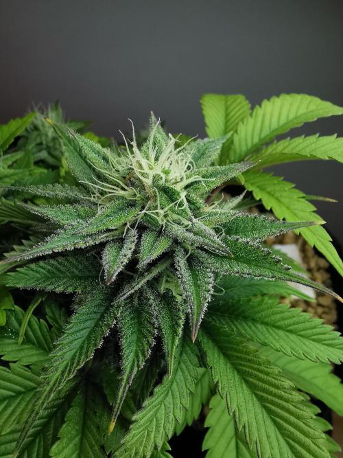 Moon Rock auto / 90x60x140 / FC-E4800. Week 7