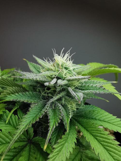 Moon Rock auto / 90x60x140 / FC-E4800. Week 7
