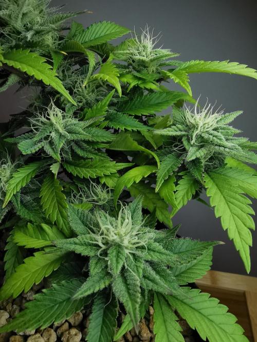 Moon Rock auto / 90x60x140 / FC-E4800. Week 7