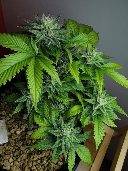 Moon Rock auto / 90x60x140 / FC-E4800. Week 7