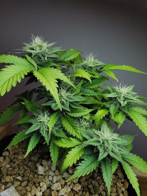 Moon Rock auto / 90x60x140 / FC-E4800. Week 7