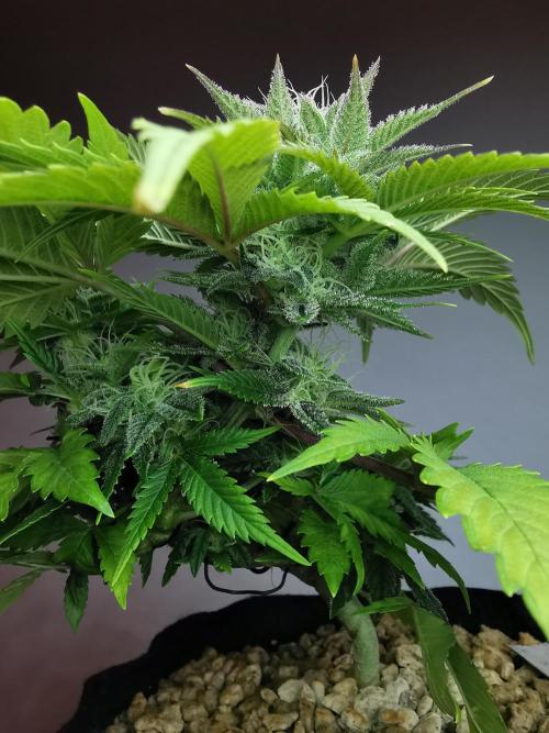Moon Rock auto / 90x60x140 / FC-E4800. Week 7
