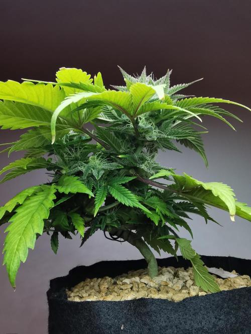 Moon Rock auto / 90x60x140 / FC-E4800. Week 7