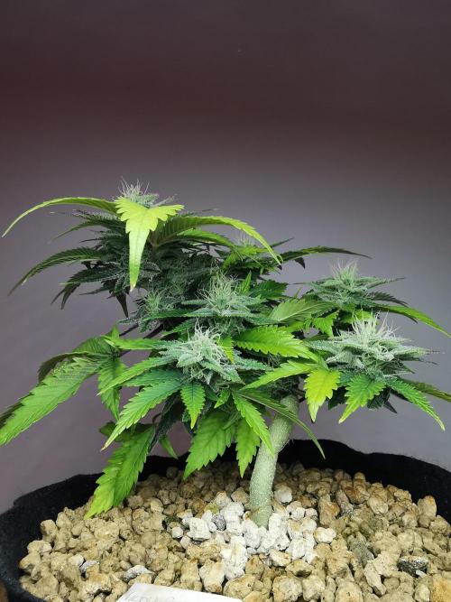 Moon Rock auto / 90x60x140 / FC-E4800. Week 7