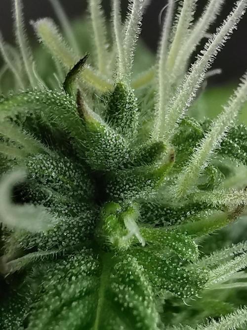 Northern Light auto/ FC-E4800/ 90x60x140. Week 7