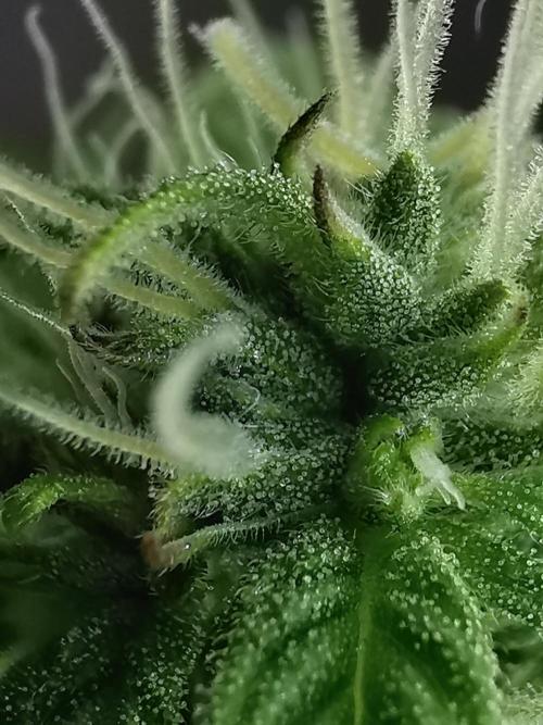 Northern Light auto/ FC-E4800/ 90x60x140. Week 7