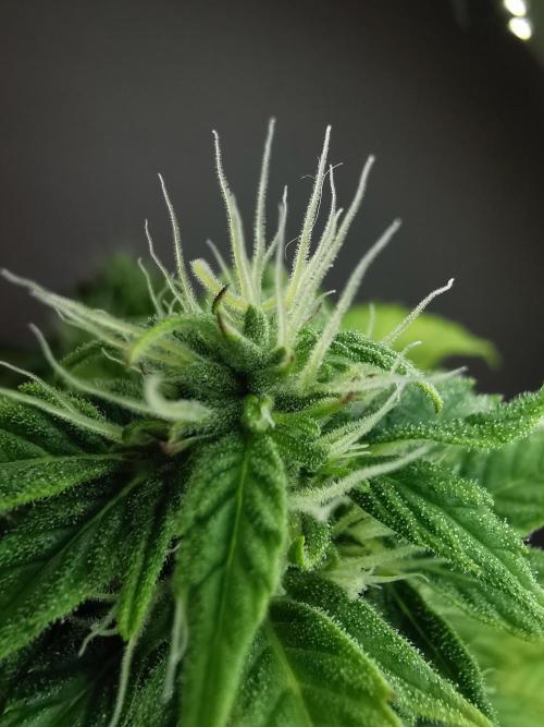 Northern Light auto/ FC-E4800/ 90x60x140. Week 7