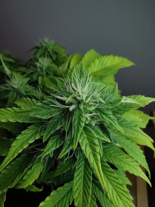 Northern Light auto/ FC-E4800/ 90x60x140. Week 7