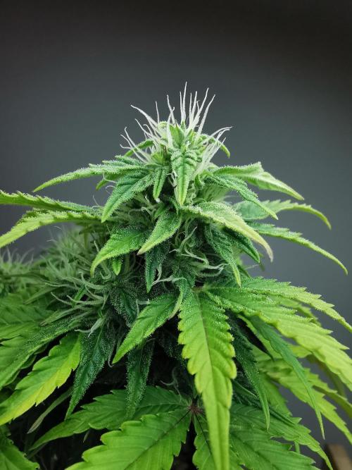 Northern Light auto/ FC-E4800/ 90x60x140. Week 7