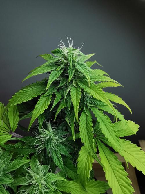 Northern Light auto/ FC-E4800/ 90x60x140. Week 7