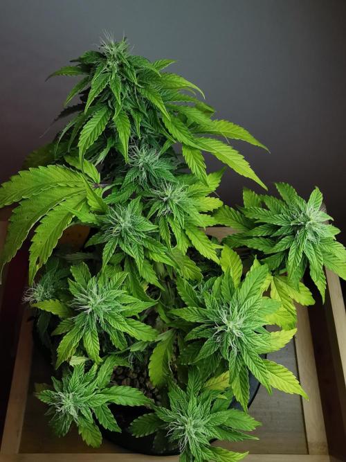Northern Light auto/ FC-E4800/ 90x60x140. Week 7