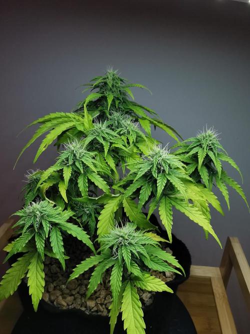 Northern Light auto/ FC-E4800/ 90x60x140. Week 7