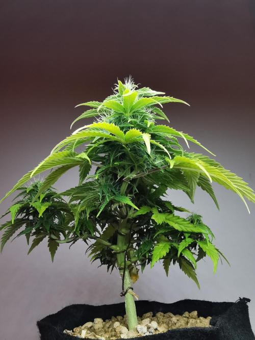 Northern Light auto/ FC-E4800/ 90x60x140. Week 7