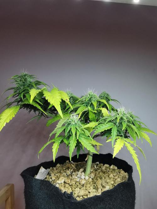 Northern Light auto/ FC-E4800/ 90x60x140. Week 7