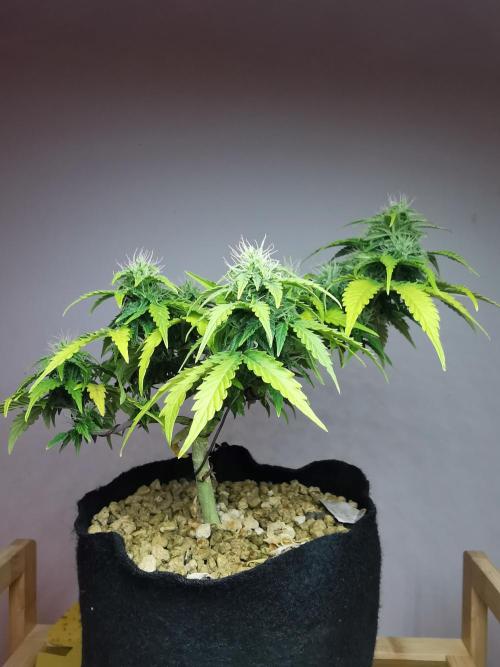 Northern Light auto/ FC-E4800/ 90x60x140. Week 7