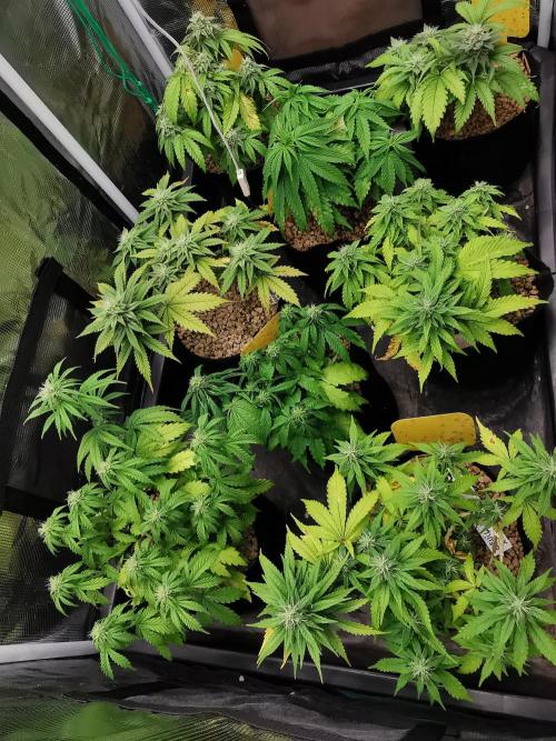 Northern Light auto/ FC-E4800/ 90x60x140. Week 7