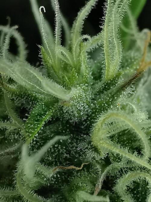 Fractal auto / FC-E4800 / 90x60x140. Week 7