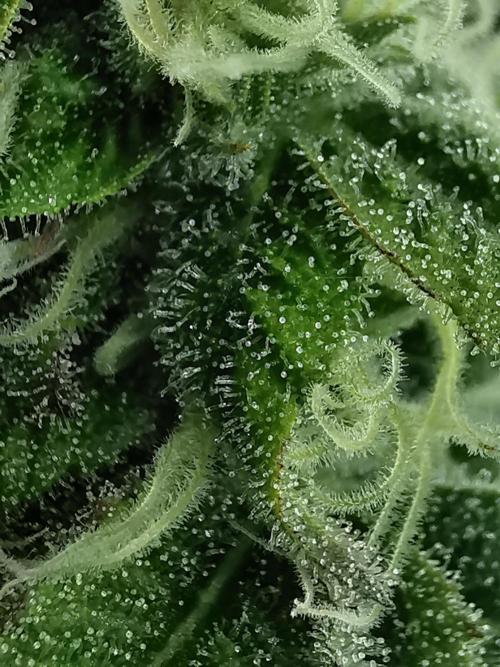 Fractal auto / FC-E4800 / 90x60x140. Week 7