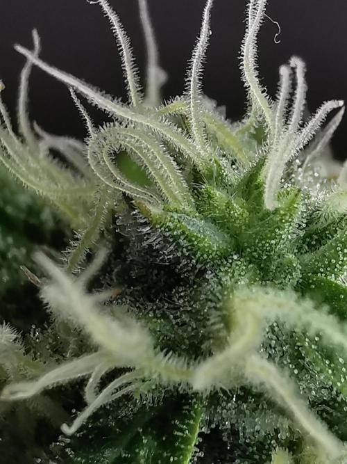 Fractal auto / FC-E4800 / 90x60x140. Week 7