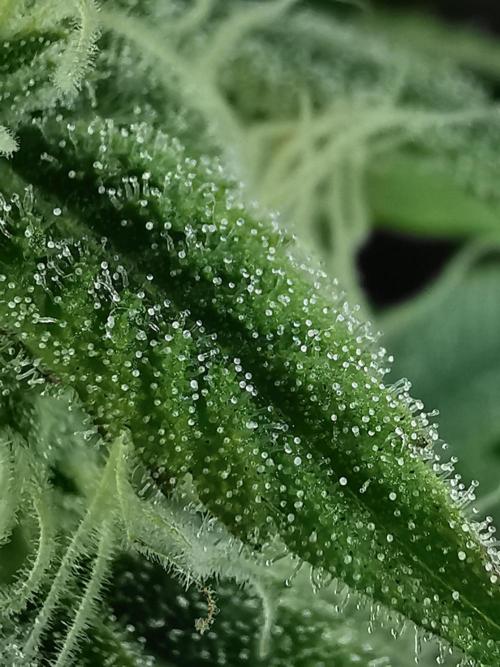 Fractal auto / FC-E4800 / 90x60x140. Week 7