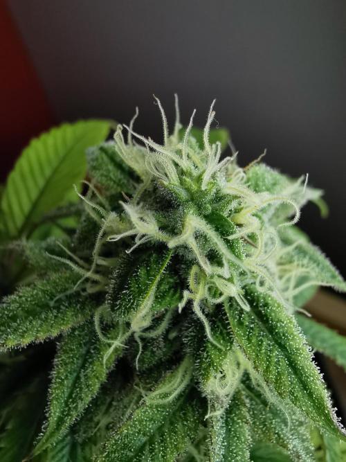 Fractal auto / FC-E4800 / 90x60x140. Week 7