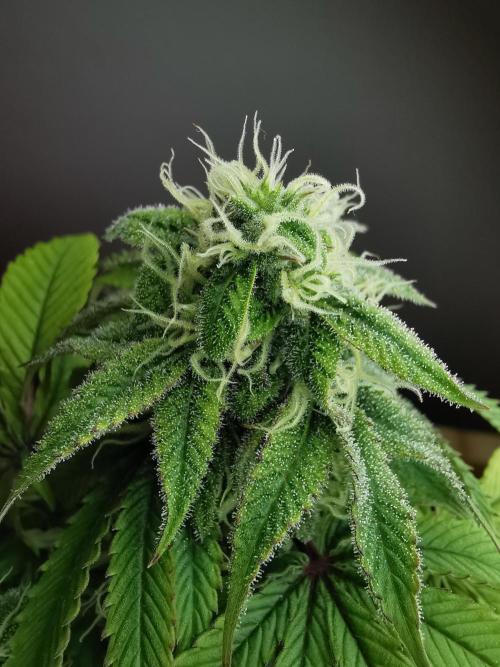 Fractal auto / FC-E4800 / 90x60x140. Week 7