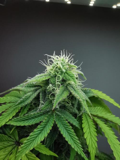 Fractal auto / FC-E4800 / 90x60x140. Week 7