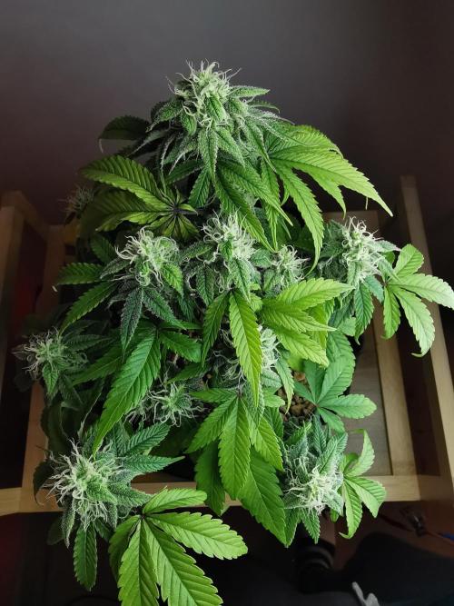 Fractal auto / FC-E4800 / 90x60x140. Week 7