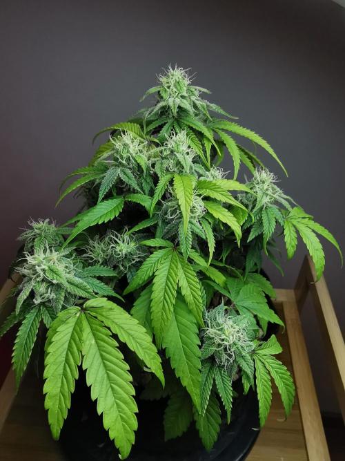 Fractal auto / FC-E4800 / 90x60x140. Week 7