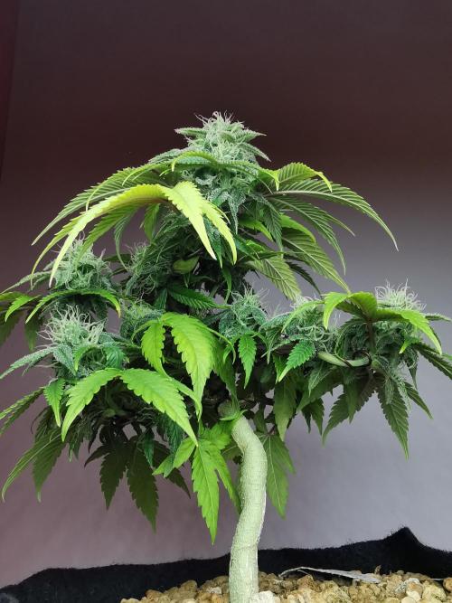 Fractal auto / FC-E4800 / 90x60x140. Week 7