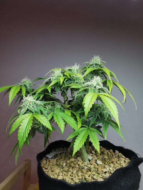Fractal auto / FC-E4800 / 90x60x140. Week 7