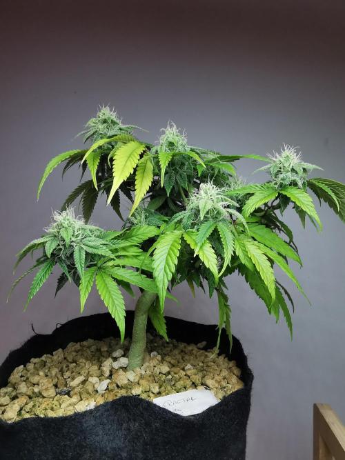 Fractal auto / FC-E4800 / 90x60x140. Week 7