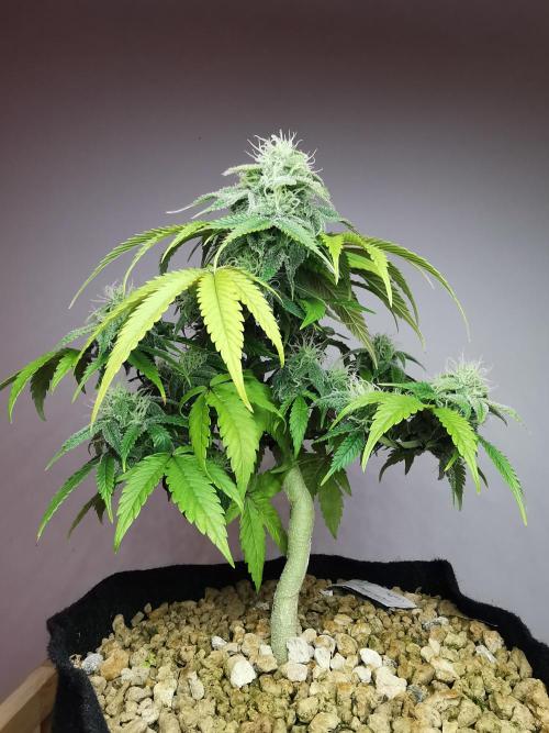 Fractal auto / FC-E4800 / 90x60x140. Week 7