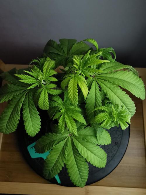 Tropical Spritzer 1 /FC-E4800 /90x60x140. Week 5