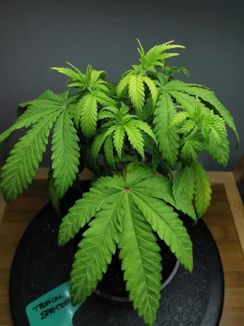 Tropical Spritzer 1 /FC-E4800 /90x60x140. Week 5